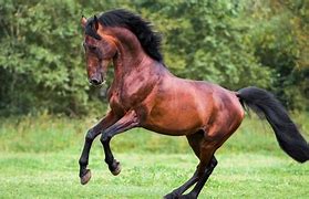 horse, a horse, my kingdom for a horse